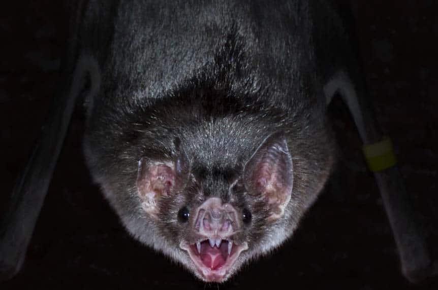 vampire powers bat transformation shapeshift